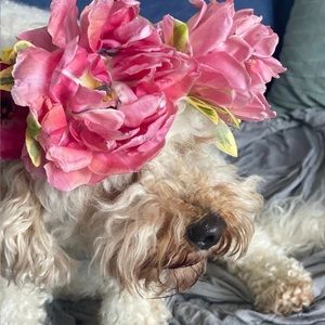 Meet your Posher, Dorothy